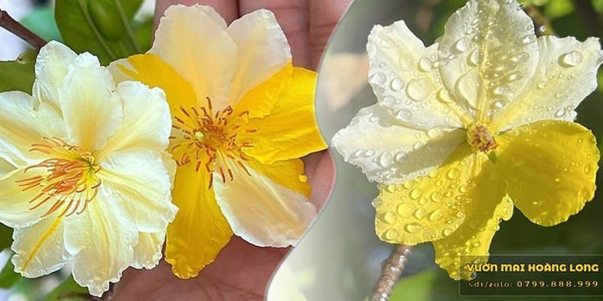 Tái Thiết Vẻ Đẹp Tán Mai