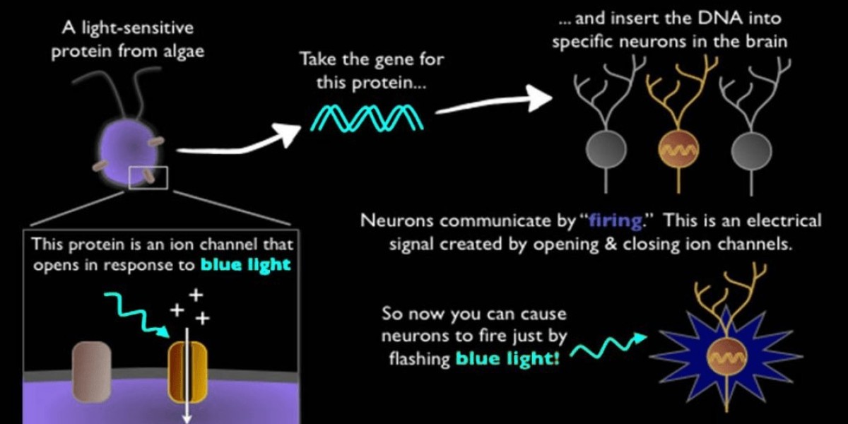 Global Optogenetics Actuators and Sensors Market Overview
