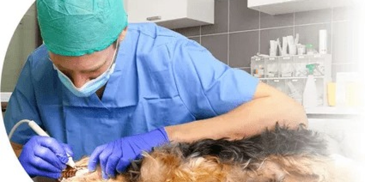 Global Veterinary Dental Equipment Market Overview