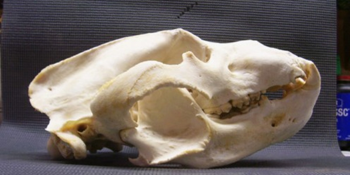 Bear Shoulder Mount and Bear Skull Mount: Preserving the Legacy of a Successful Hunt