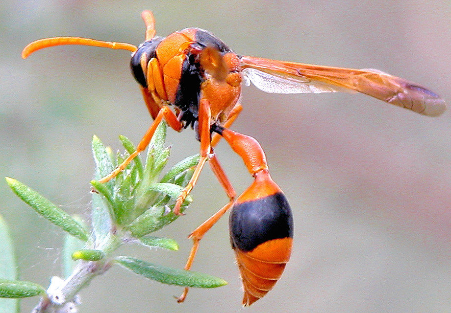 What Are The Orange Wasps In Australia?