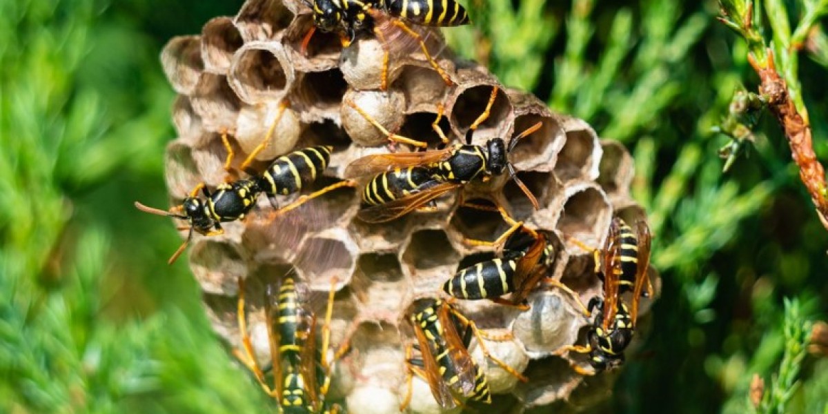 Urban Pest Risk Elimination Systems For Health Focused Modern Property Protection