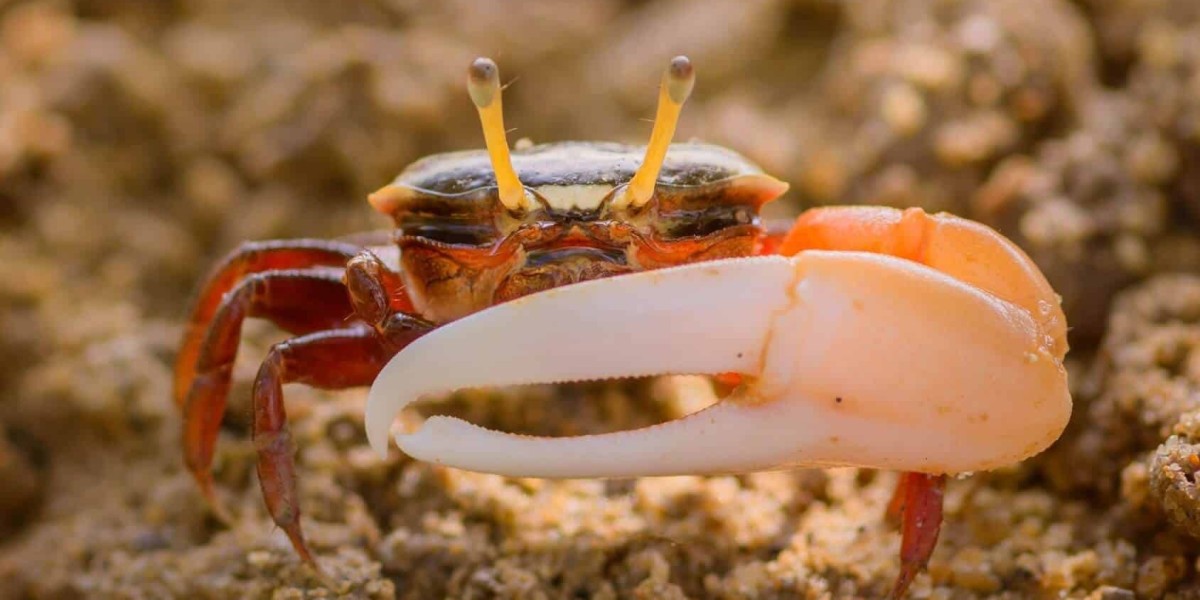 Crabs Snails for Sale – The Perfect Clean-Up Crew for Your Aquarium