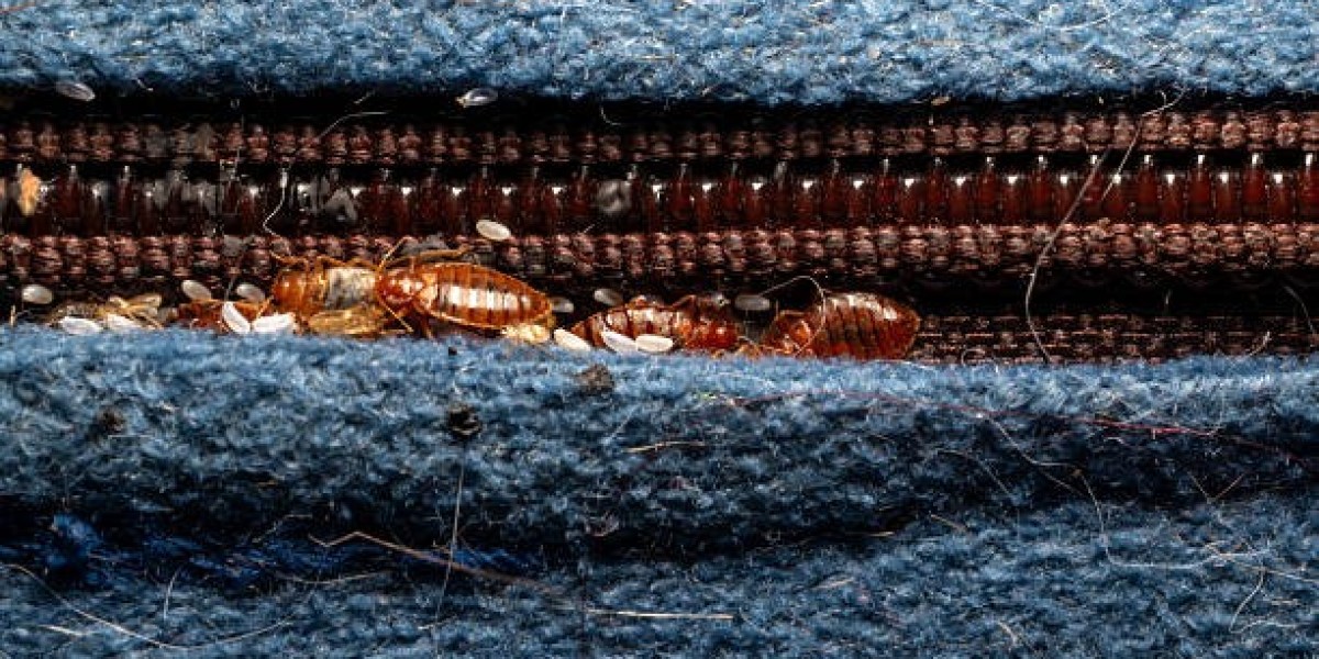 How to Get Rid of Bed Bugs