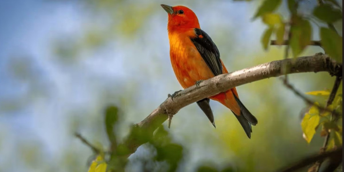 Top Signs Your Building Needs Professional Bird Control Services