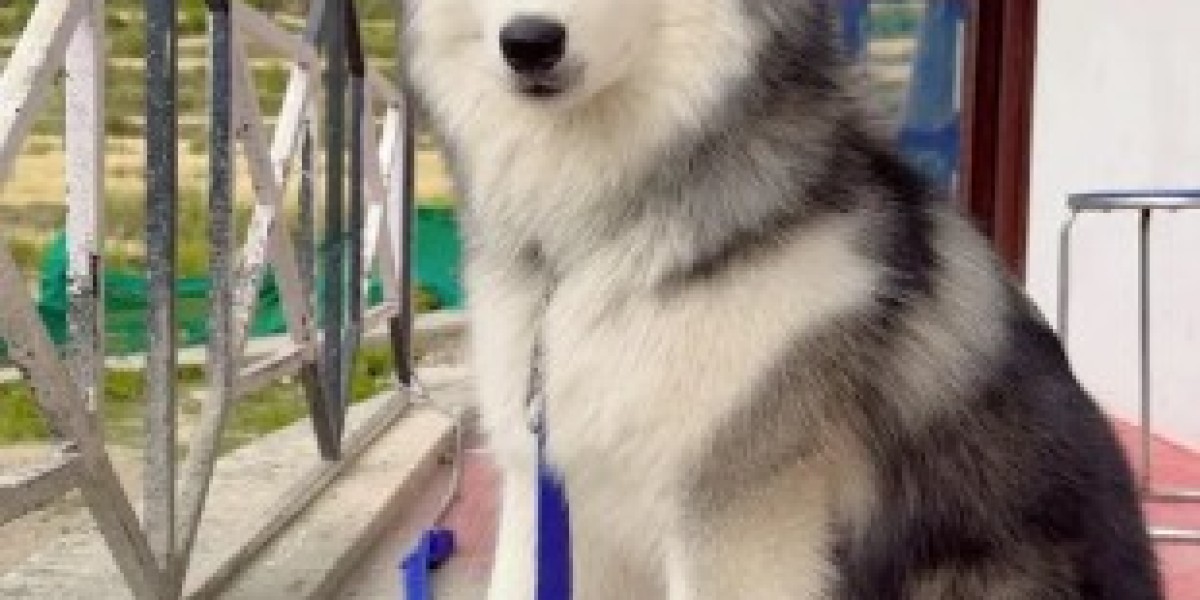 Best pet shop Dehradun