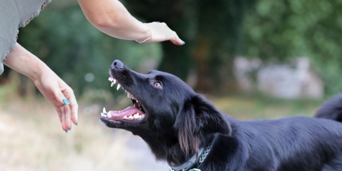 Recent Legal Developments in Dog Bite and Personal Injury Claims: What Victims Should Know